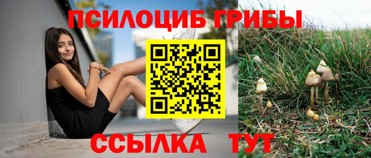Псилоцибиновые грибы Psilocybine cubensis Гурьевск